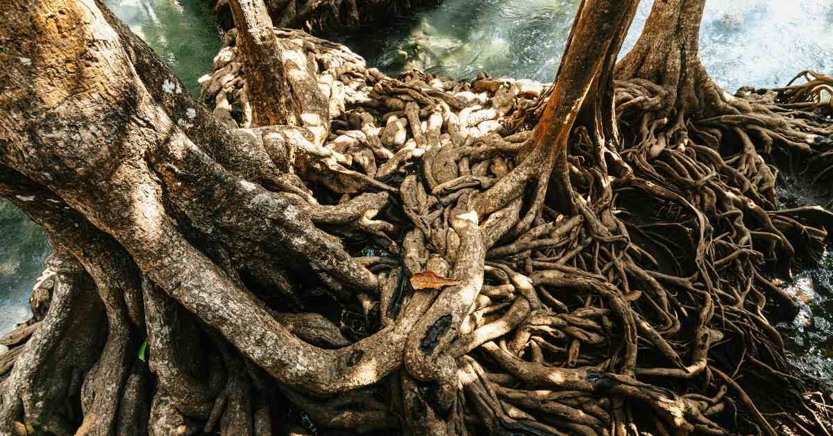 klemroot